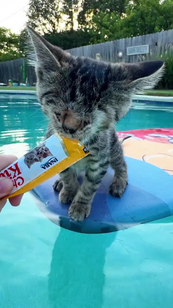 @catnipcrazee