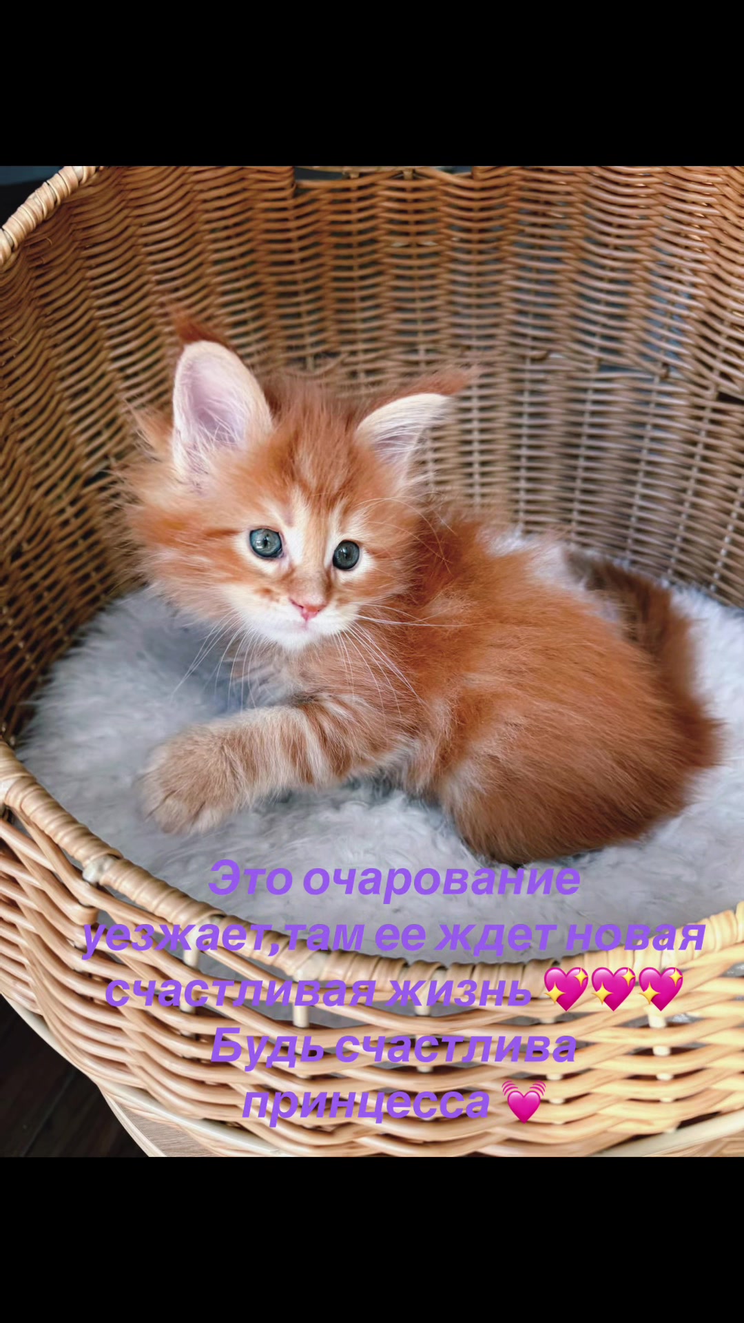 @Golden Maine Coon