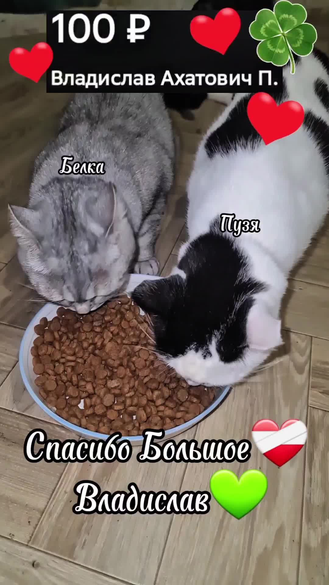 @Кошкин Дом