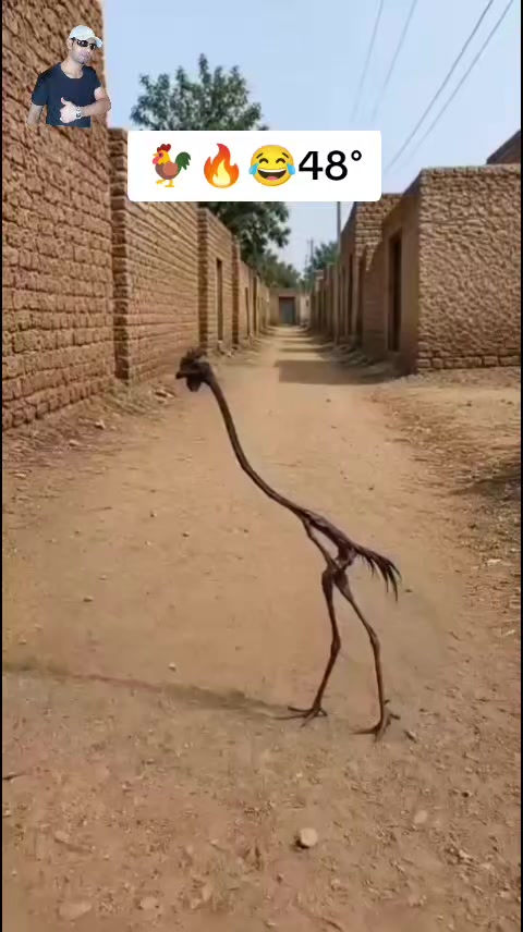 @رشيد ريكو 🇲🇦 🇸🇦