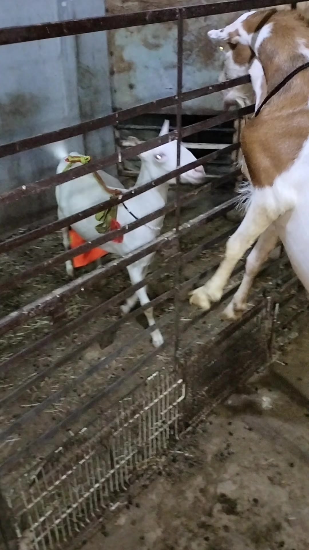 @MS Farm