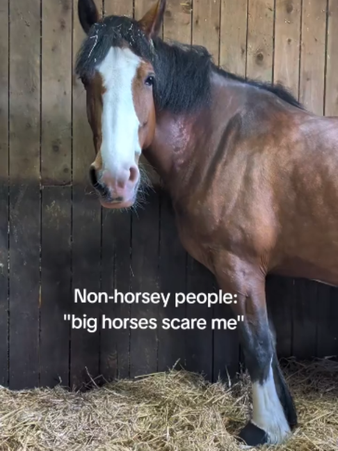@Horses TikTok
