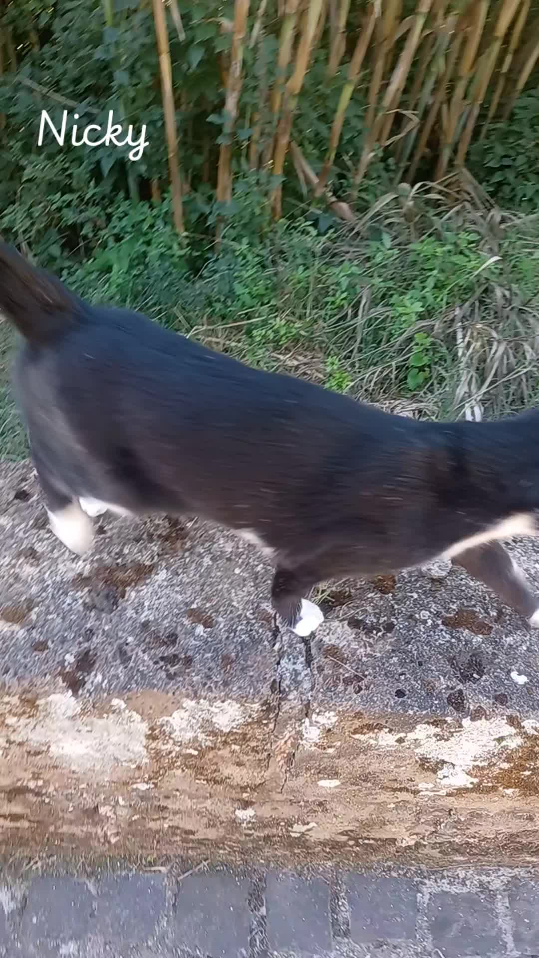 @amica dei gatti