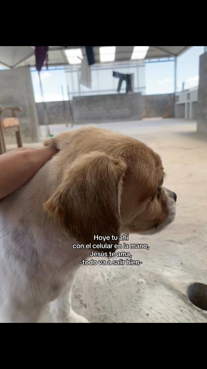 @deyni camizan