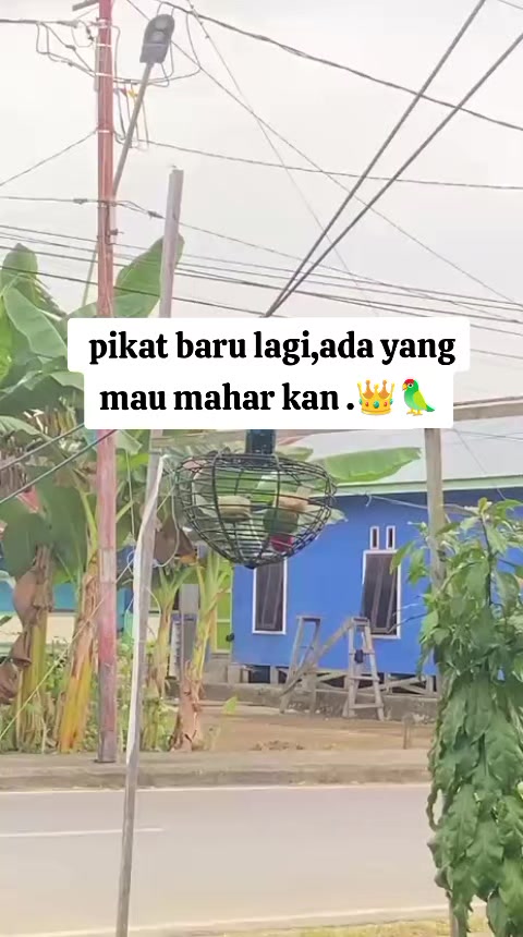 @Srindit kaltara 🦜