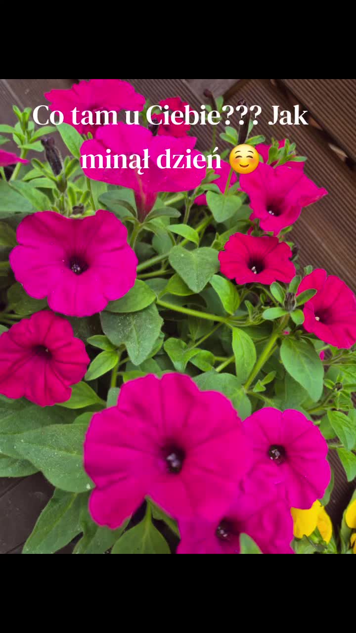 @🌺🪻aasia🌺🪻