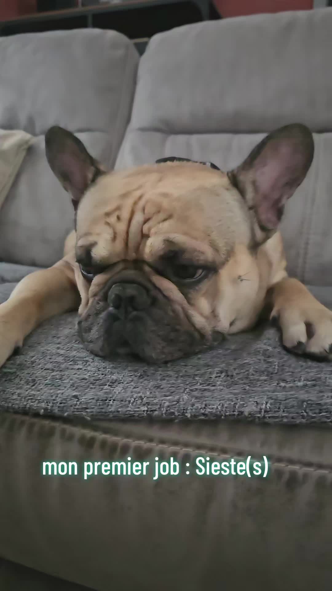 @Tyrion-the-frenchie/Cyrus23