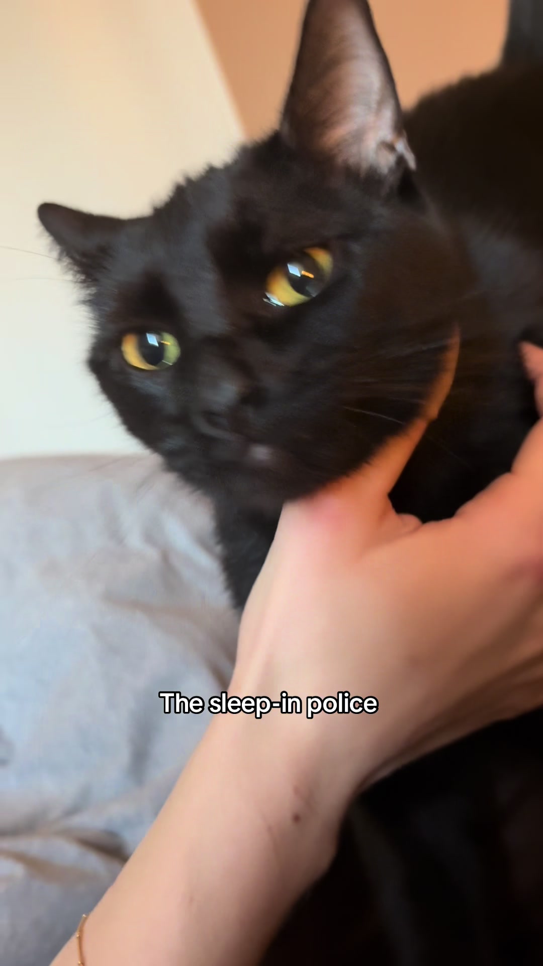 @ElaineTheCat