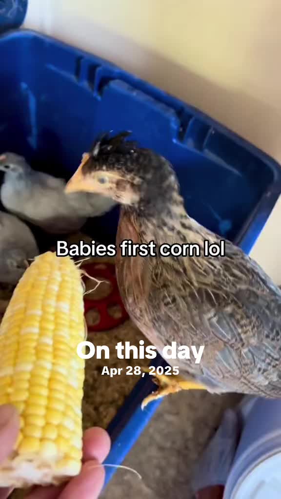 @powertothebirds