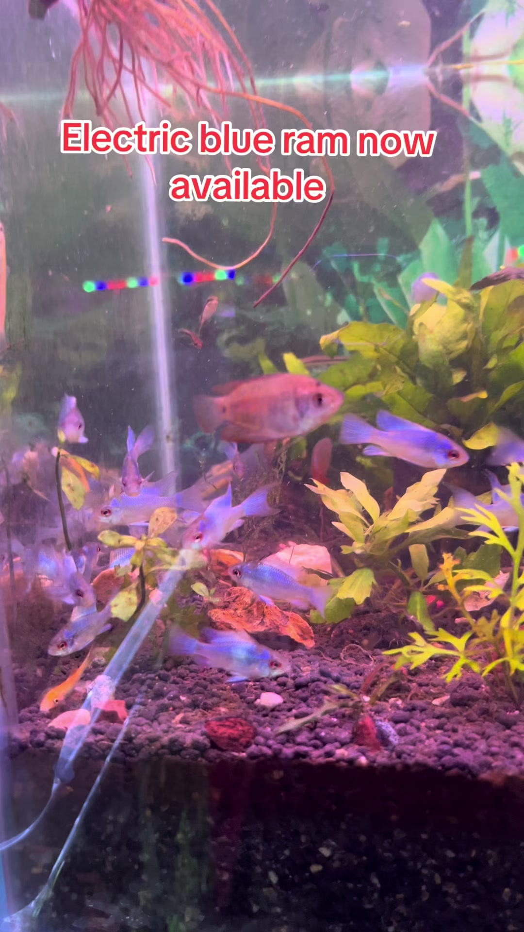 @aquadesire2🐠🐠