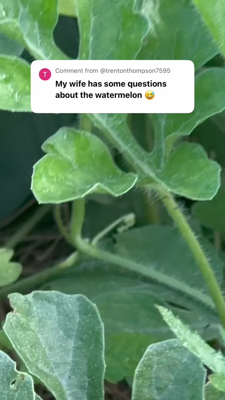 @BirdLadySpeaks