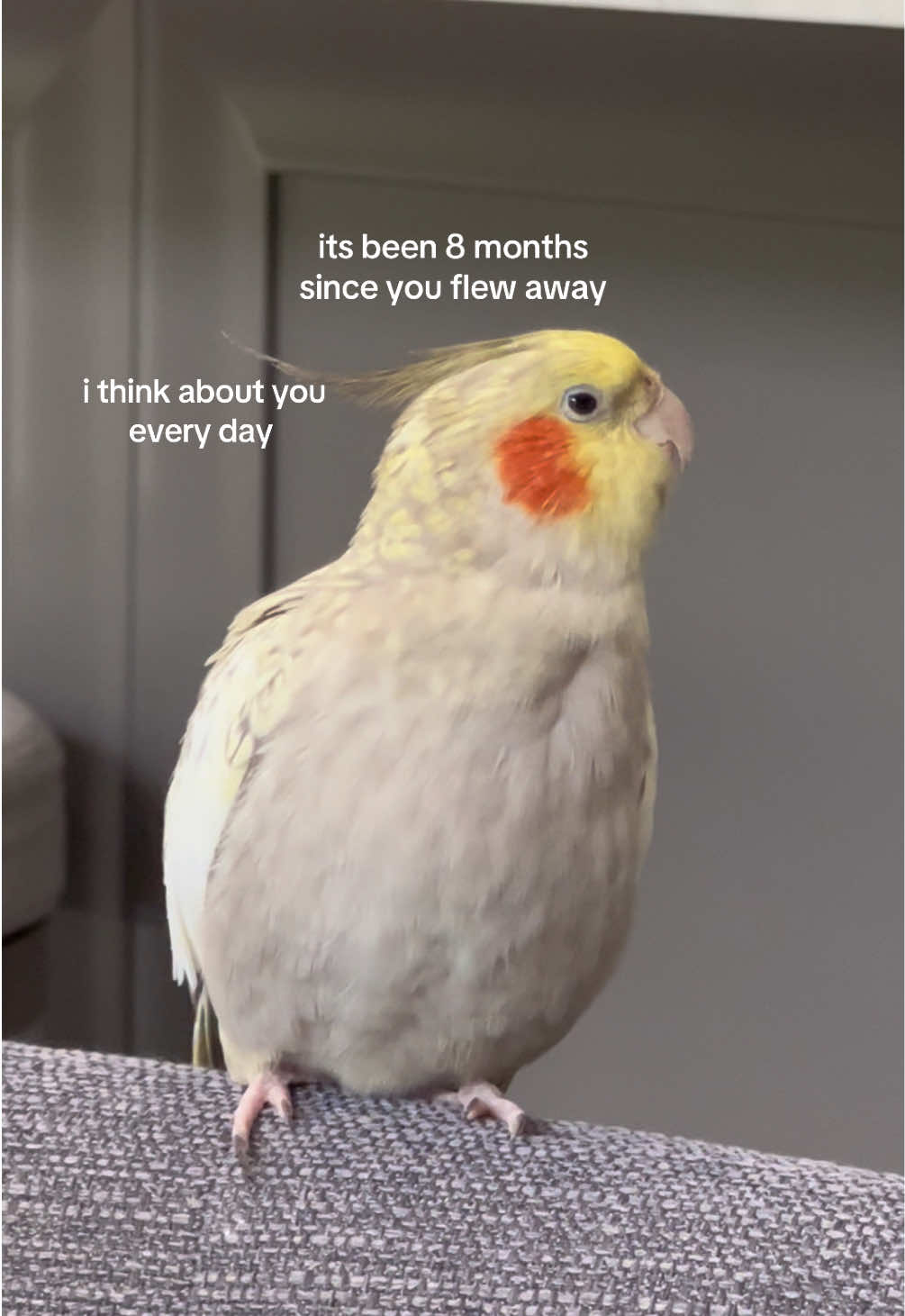 @thatpersianqt