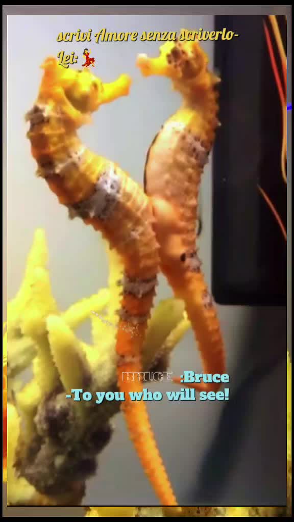 @BRUCE🇮🇹