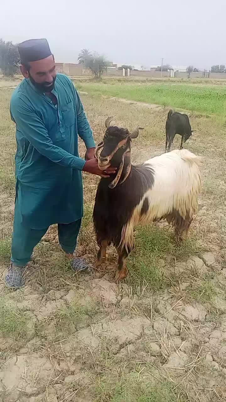 @Farhat Ullah