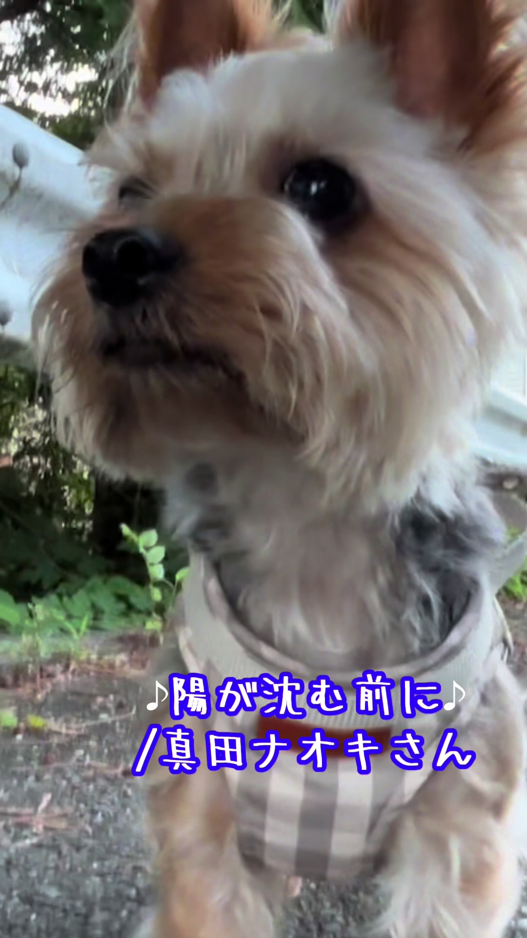 @🎀 ヨーキー のJulie and tia 🎀