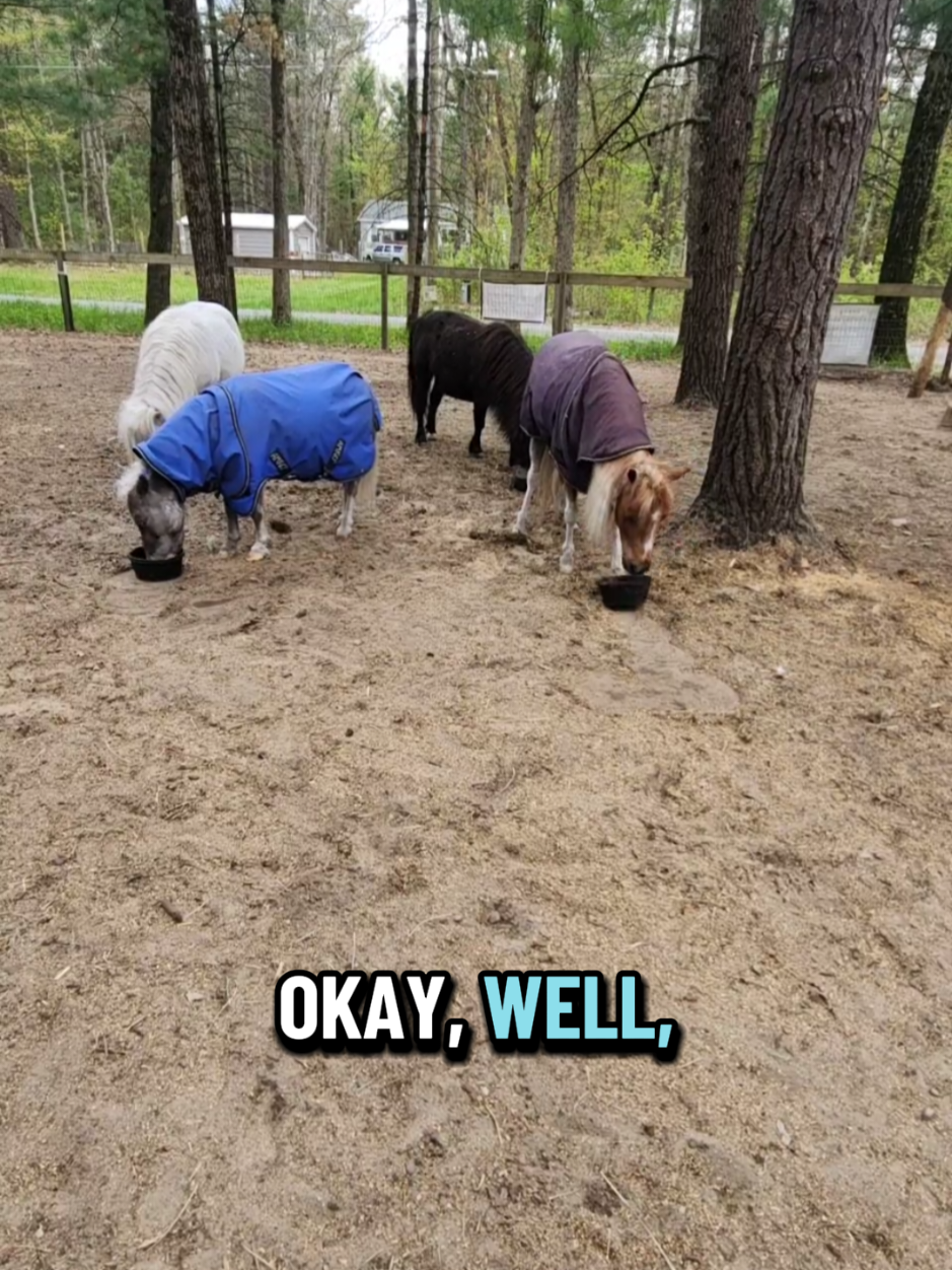 @minihorsemomandtrainer🐴🐴🐴🐴
