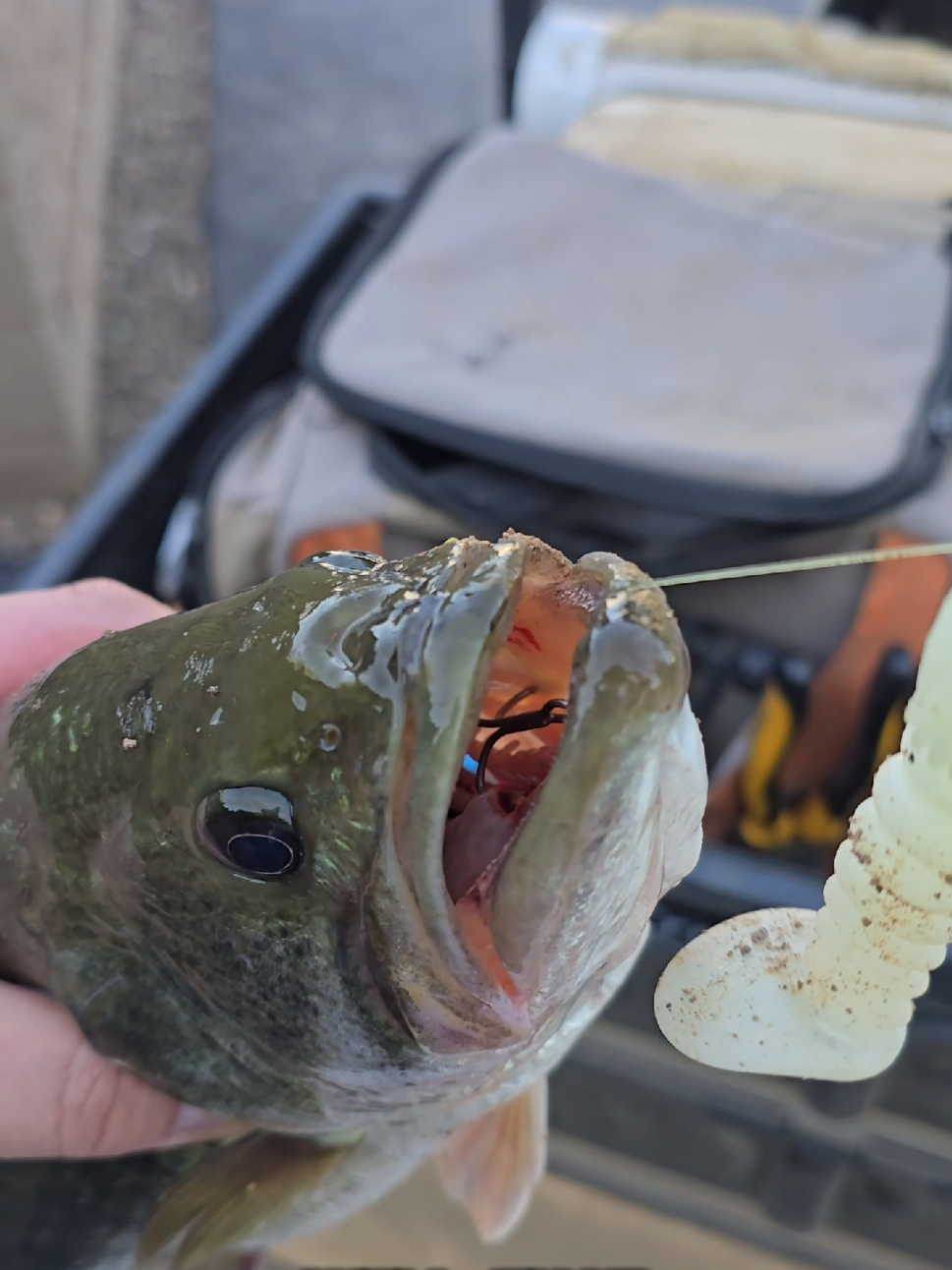 @SacPig Bait Co.