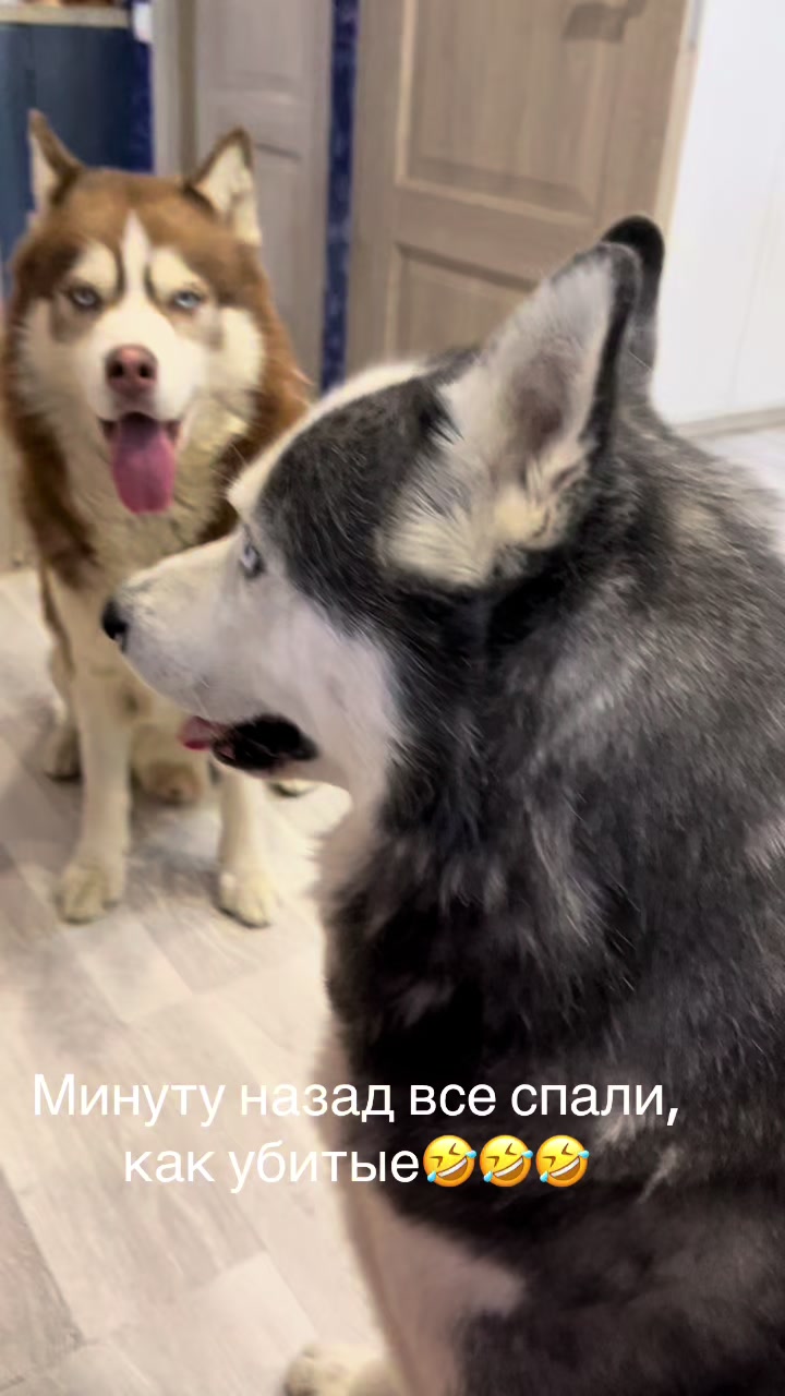 @🐕🦺Бонифаций и Арчибальд🐕