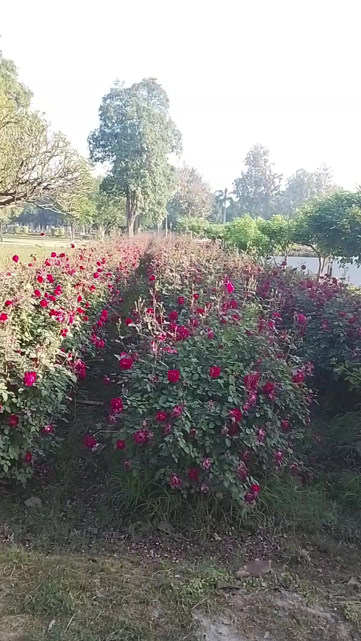 @پنجابی کُڑی
