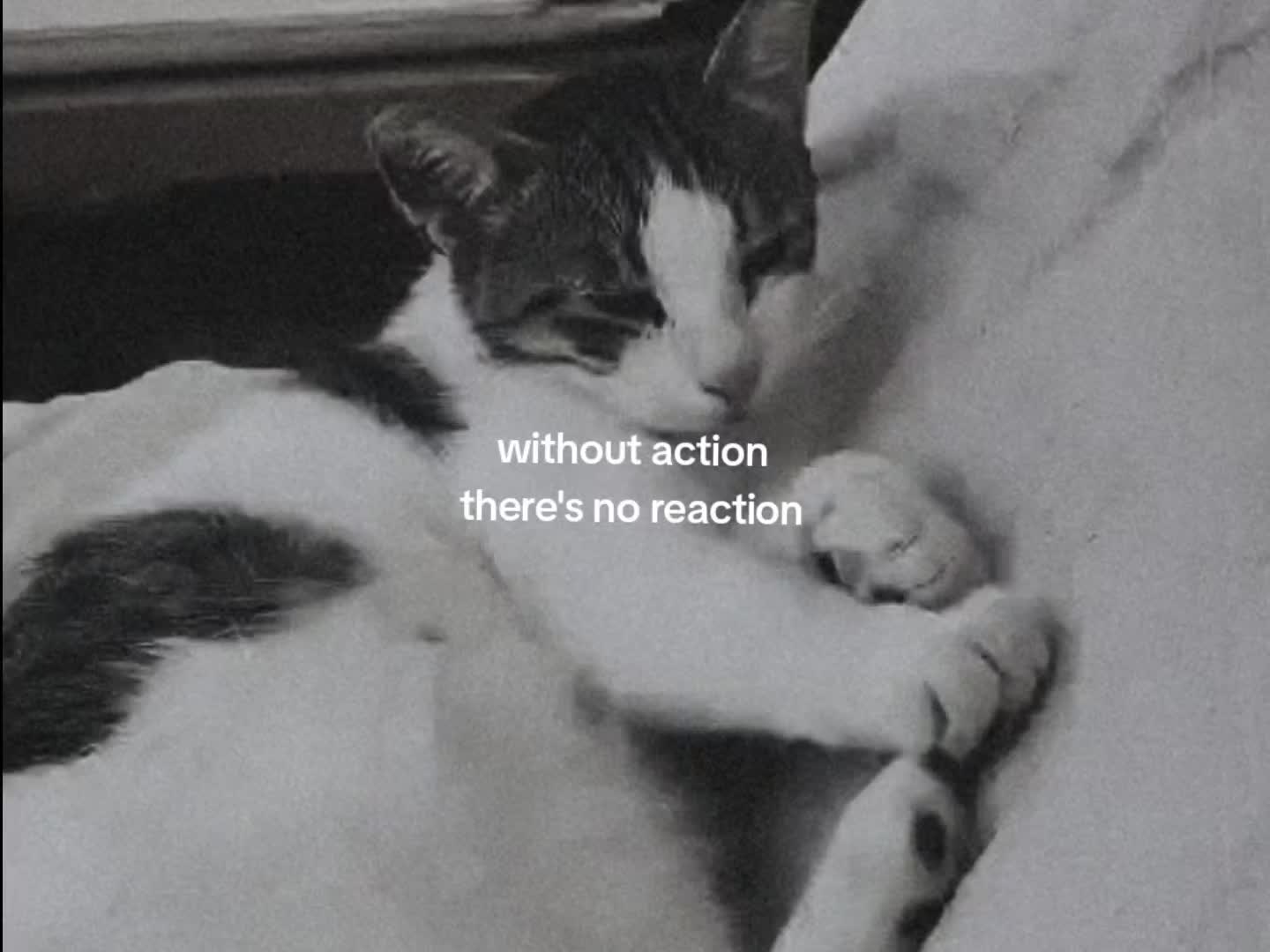 @🪽