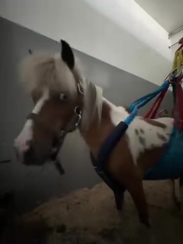@julia_libertyhorses
