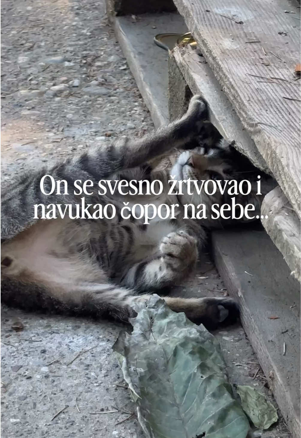 @cosanostrapurr
