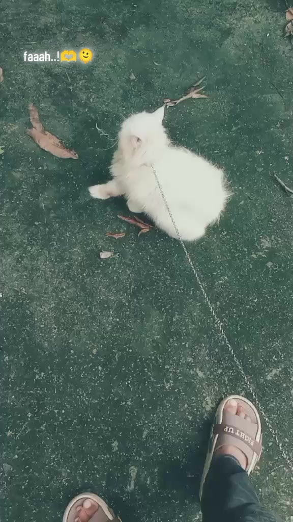 @_ꮢꭵjuꮍꭺꮑ_🐊