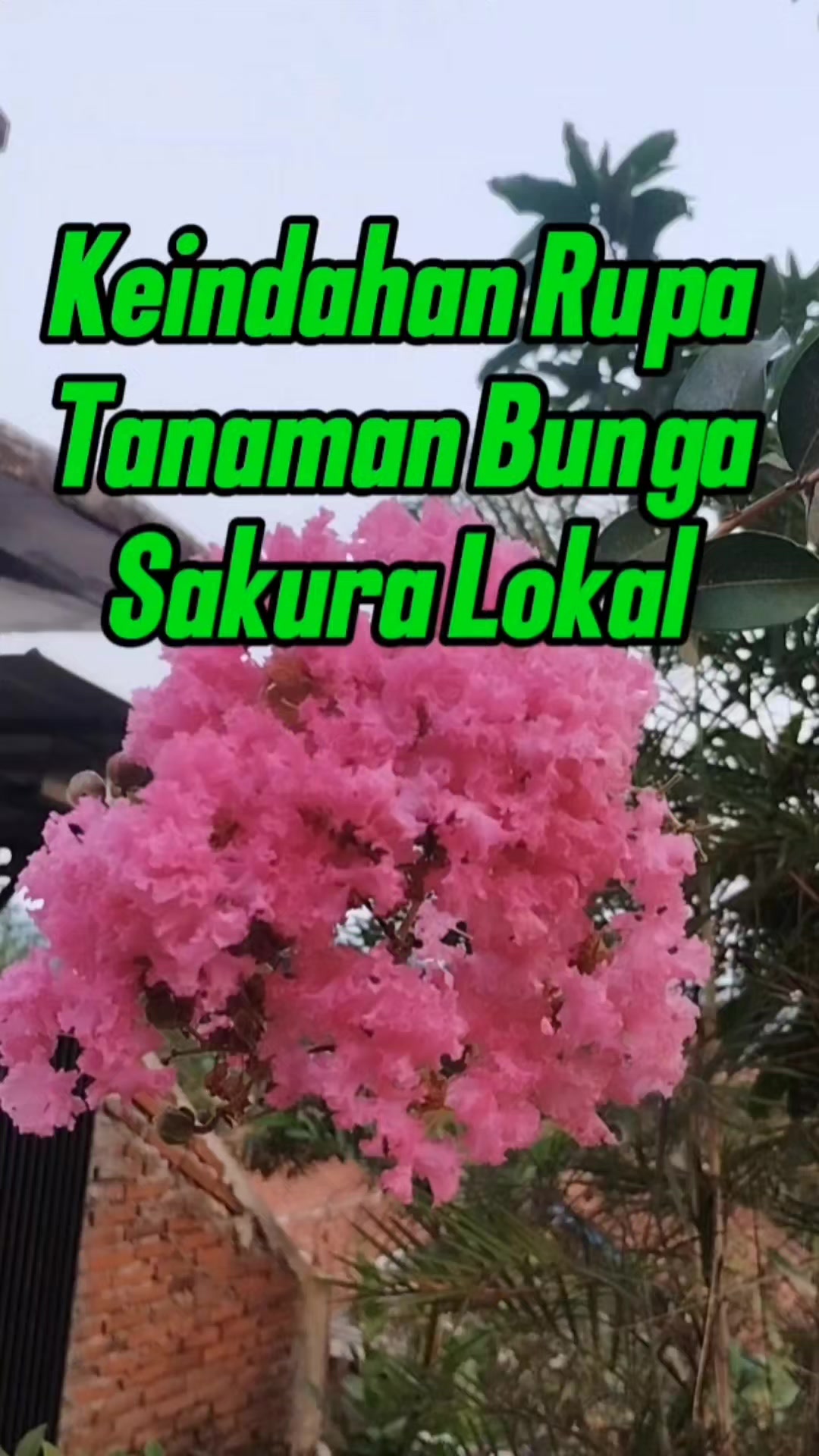 @Bukit Farming