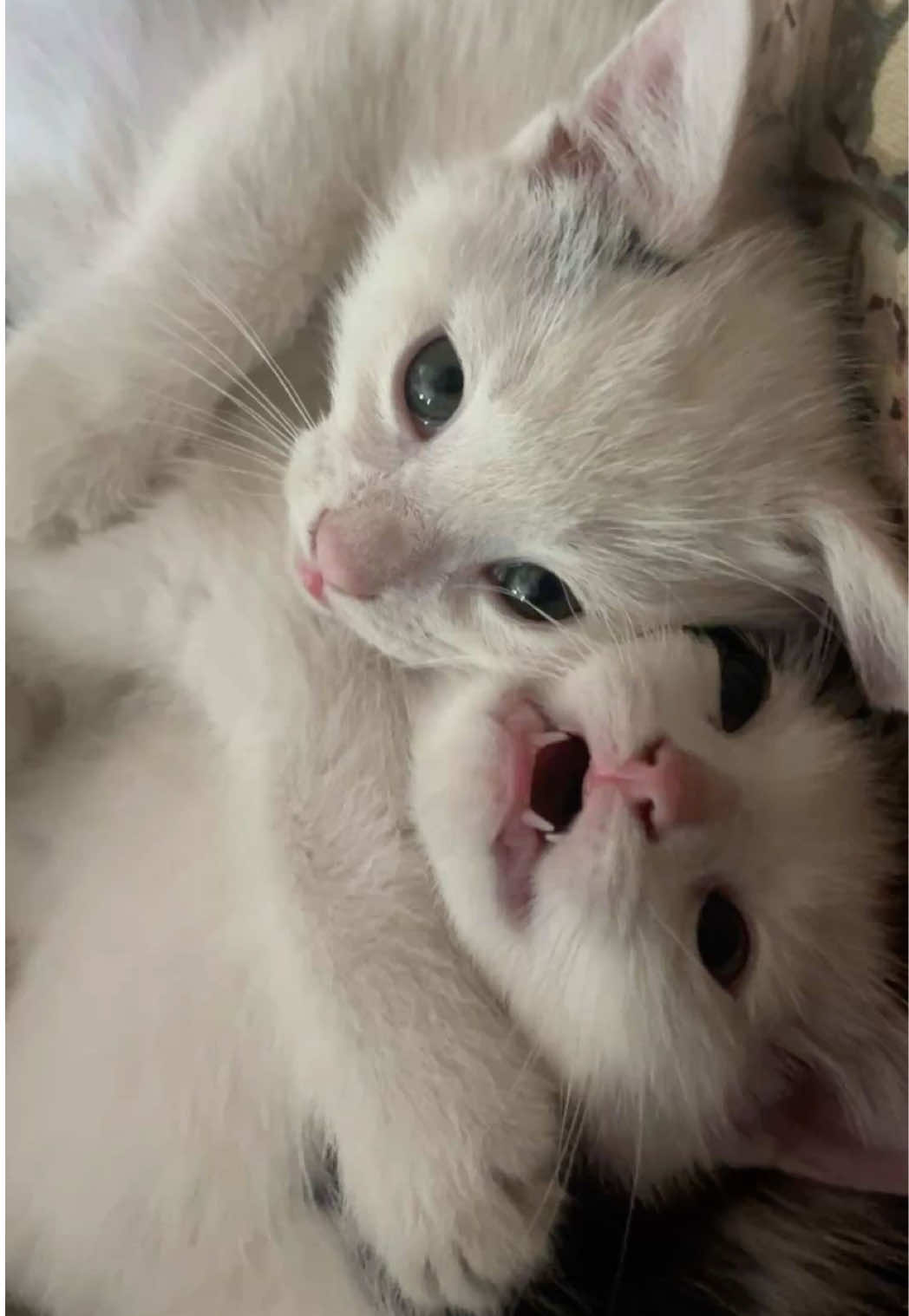 @кошечкa