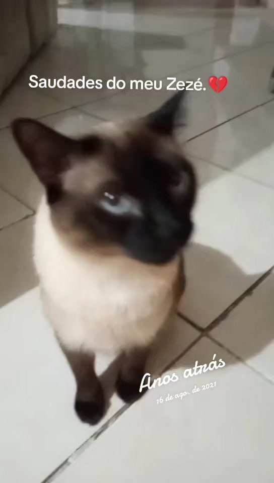@O GATO ZEZÉ