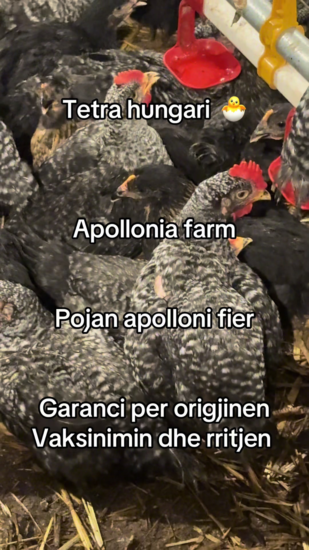 @apollonia farm ✨