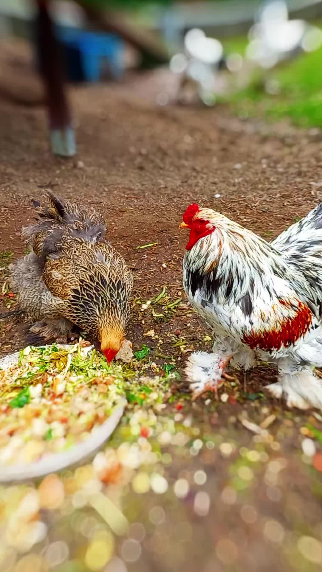 @🦚🆃𝓲𝓮𝓻🅿𝓪𝓻𝓴🆃𝓸𝓴🦚