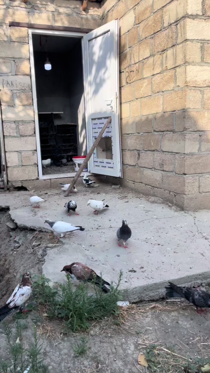 @𝗧𝗲𝘇𝗲 𝗠𝗲𝗵𝗹𝗲 🕊️