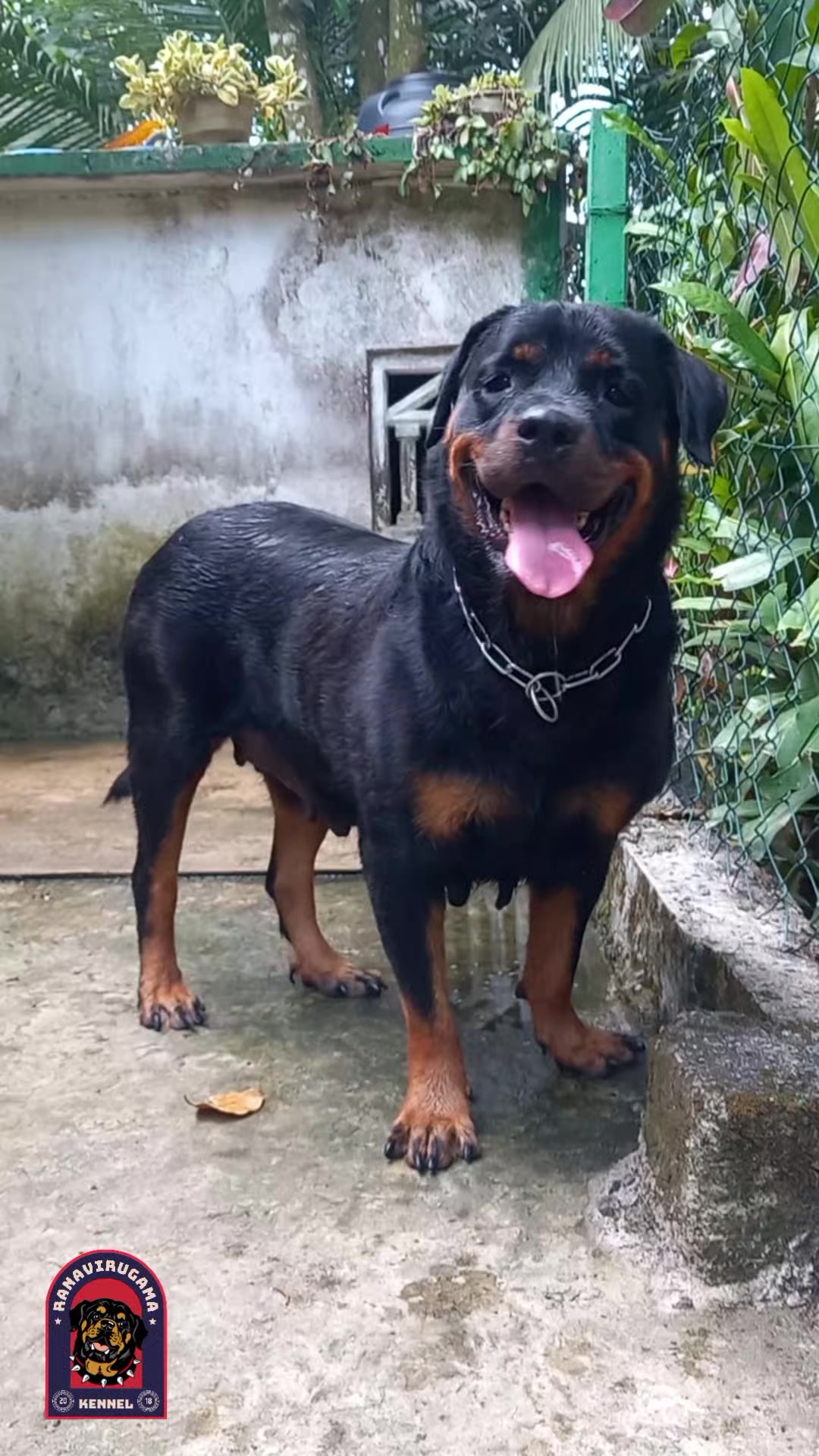@Ranavirugama Kennel