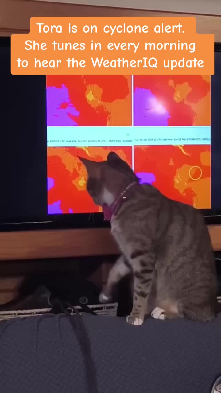 @thatcutecat