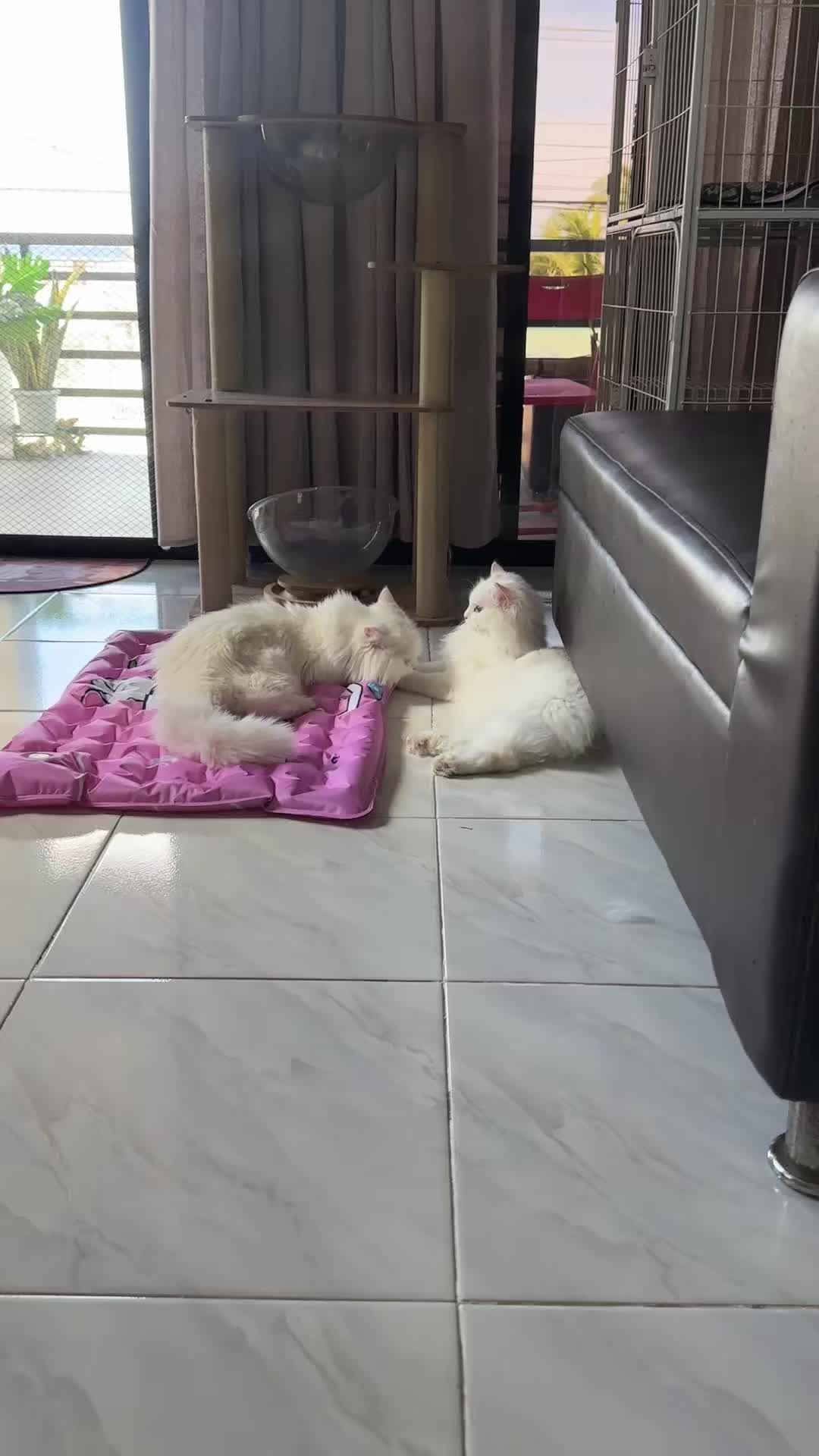 @Chloe & Casper 🐾
