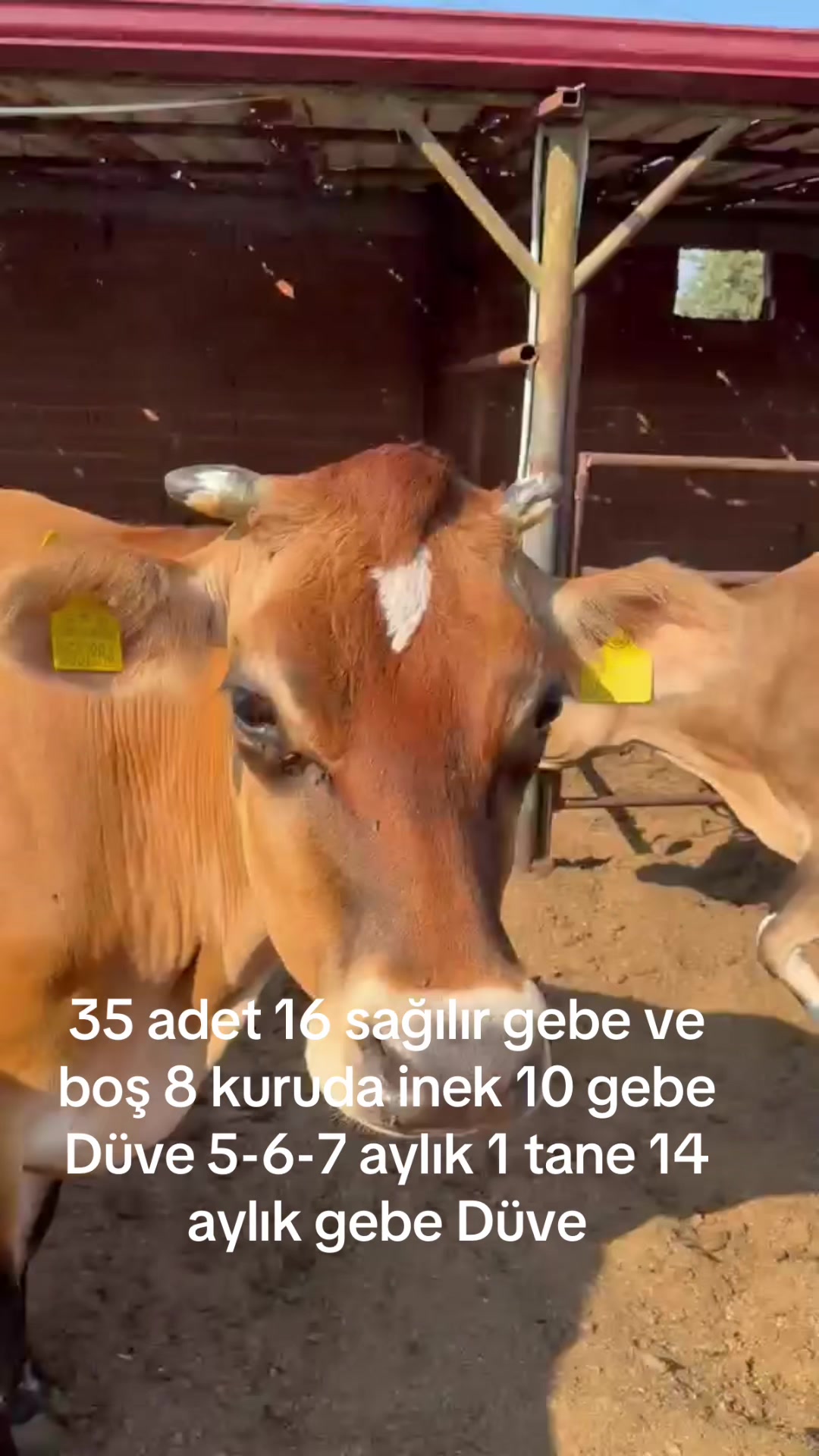 @Onur şahin 0544 842 73 19