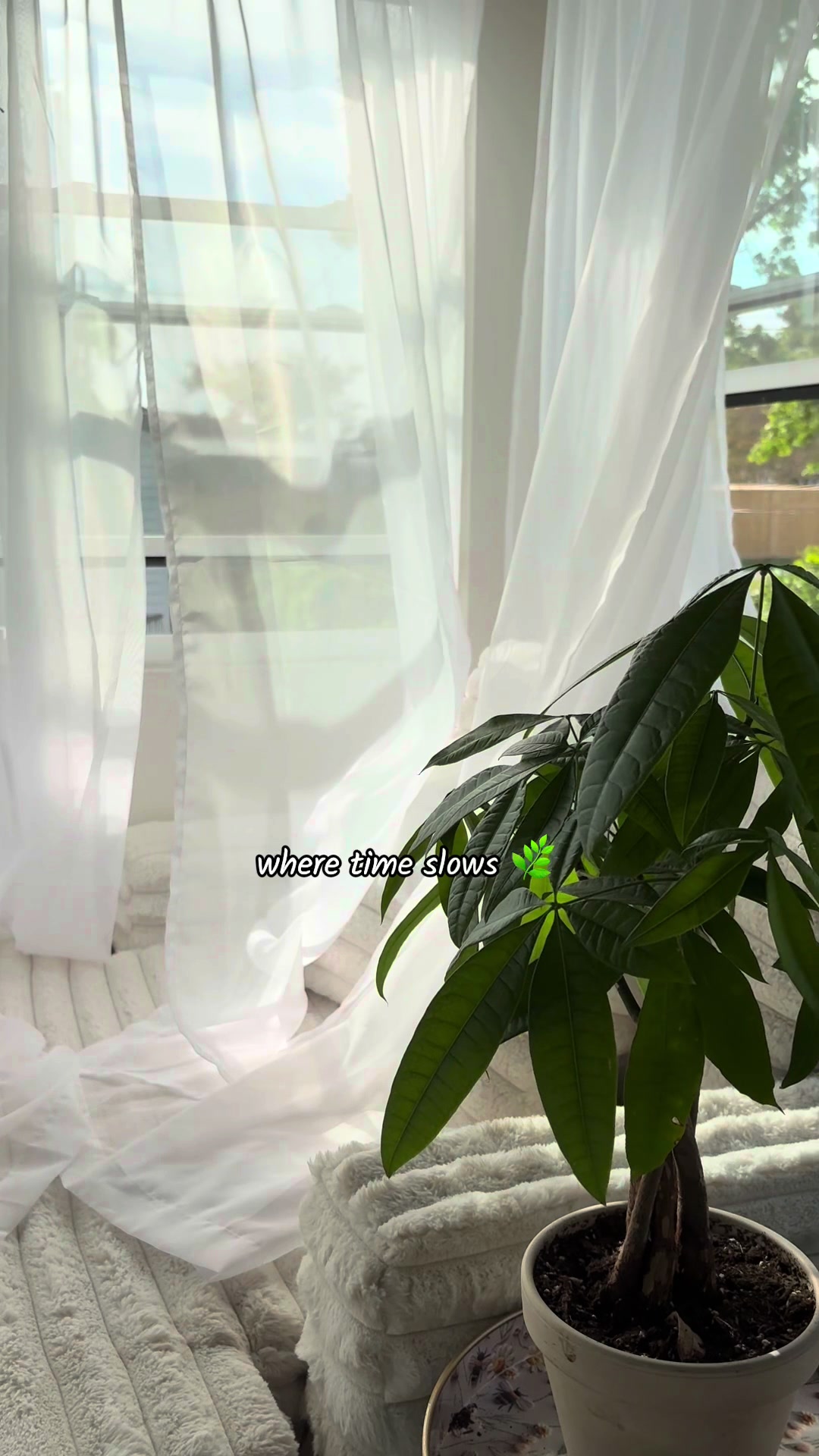 @Plantiiplants