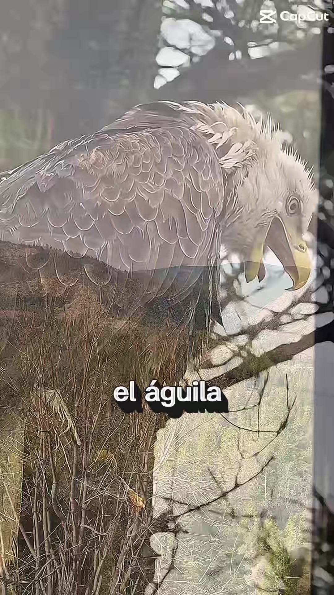 @❤️sanando el alma❤️