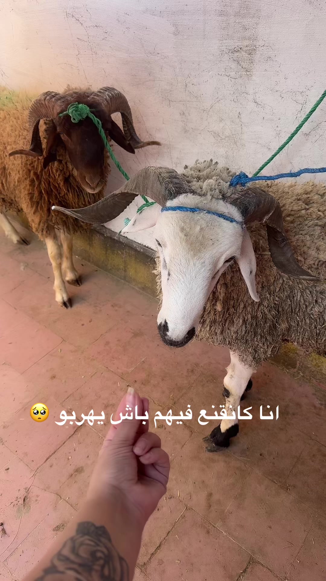 @Jihane brk