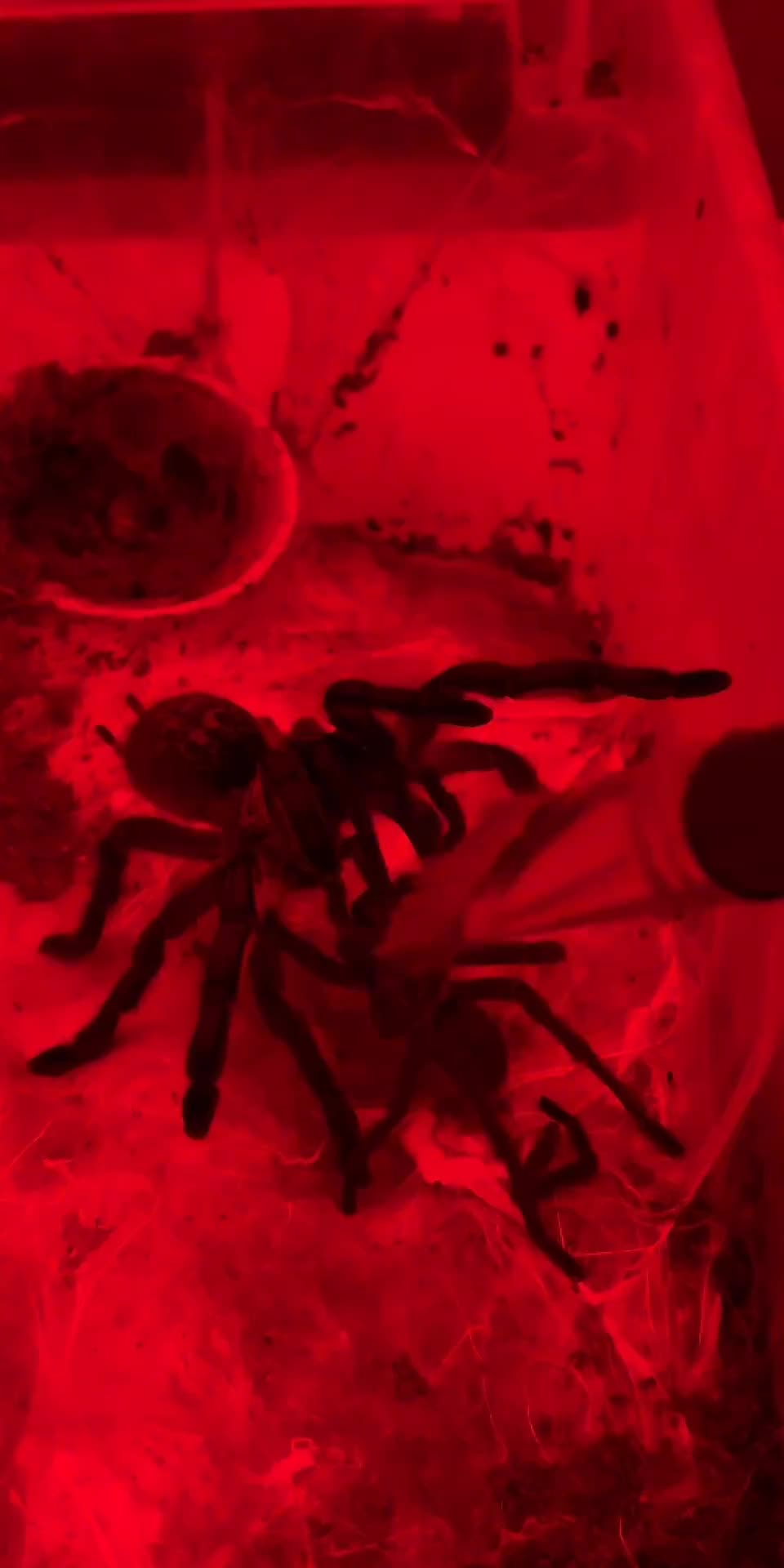 @Franksbuggin611