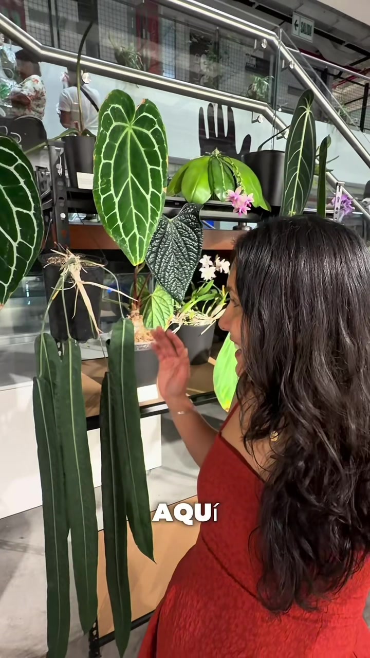@arianacarrascolopez