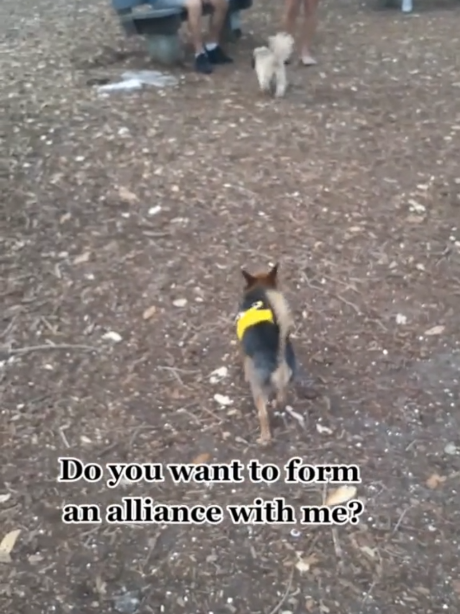 @Miley Jo the Chorkie