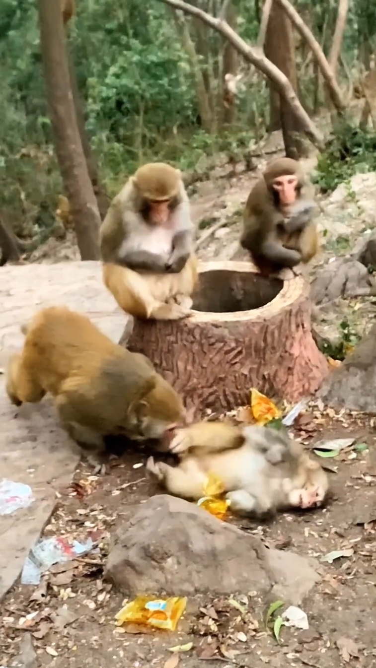 @Daily Monkey Fun