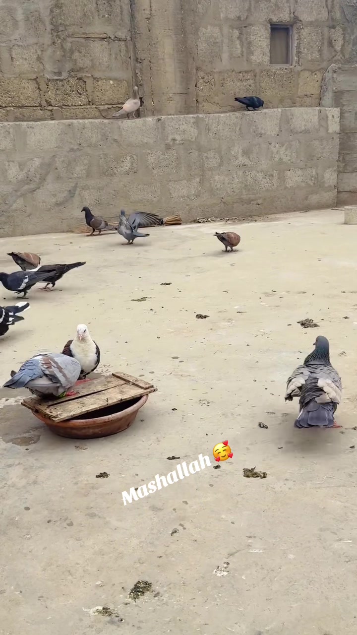 @@!APNAشوق🕊️❤️🪽