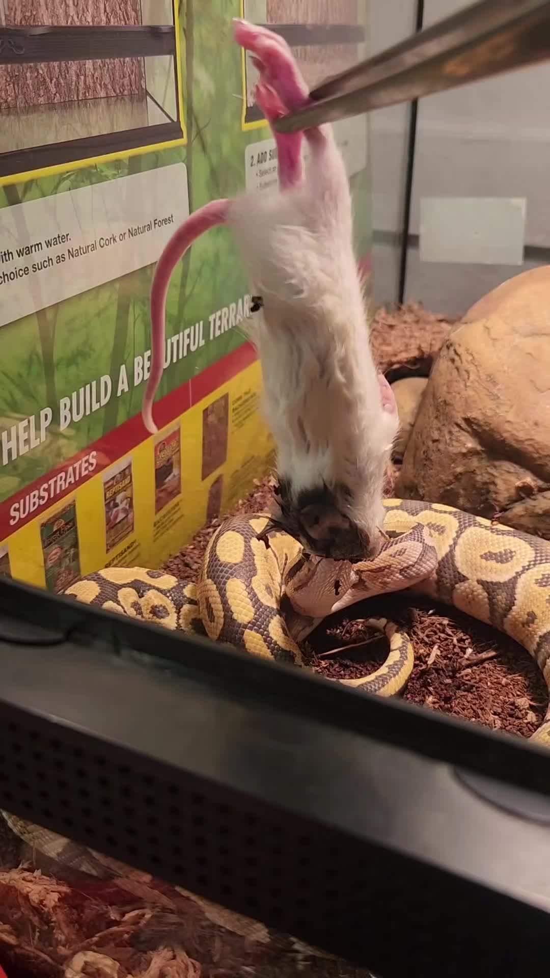 @Ballard&rsquo;s Reptiles