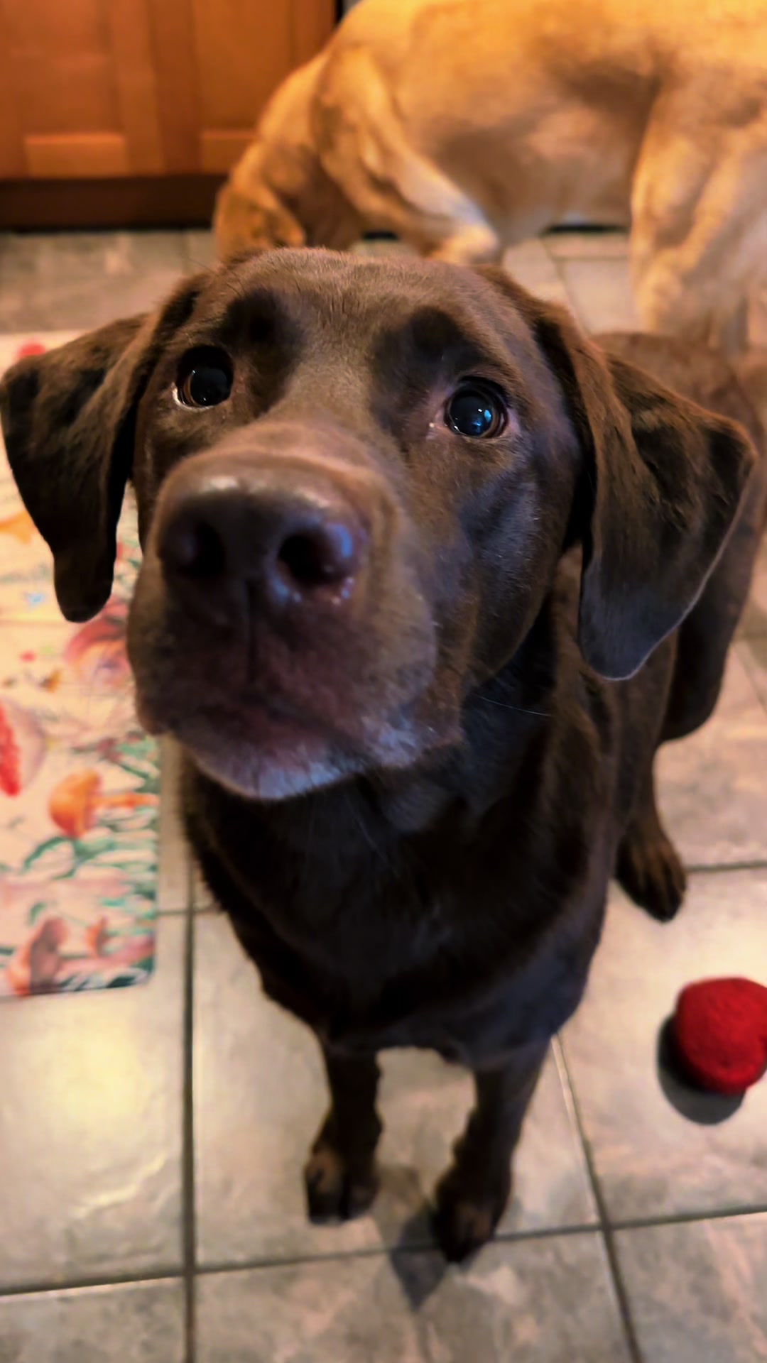 @AmandaT_CoolDog_Trainer 🫵🐶🆒