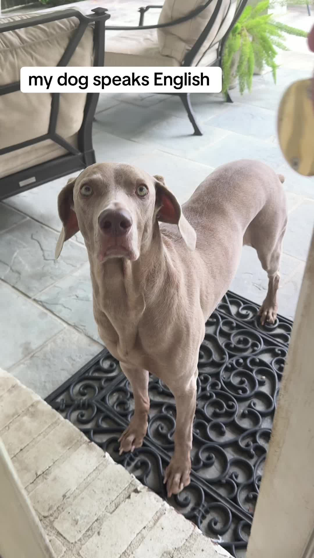 @Zoey the Weim