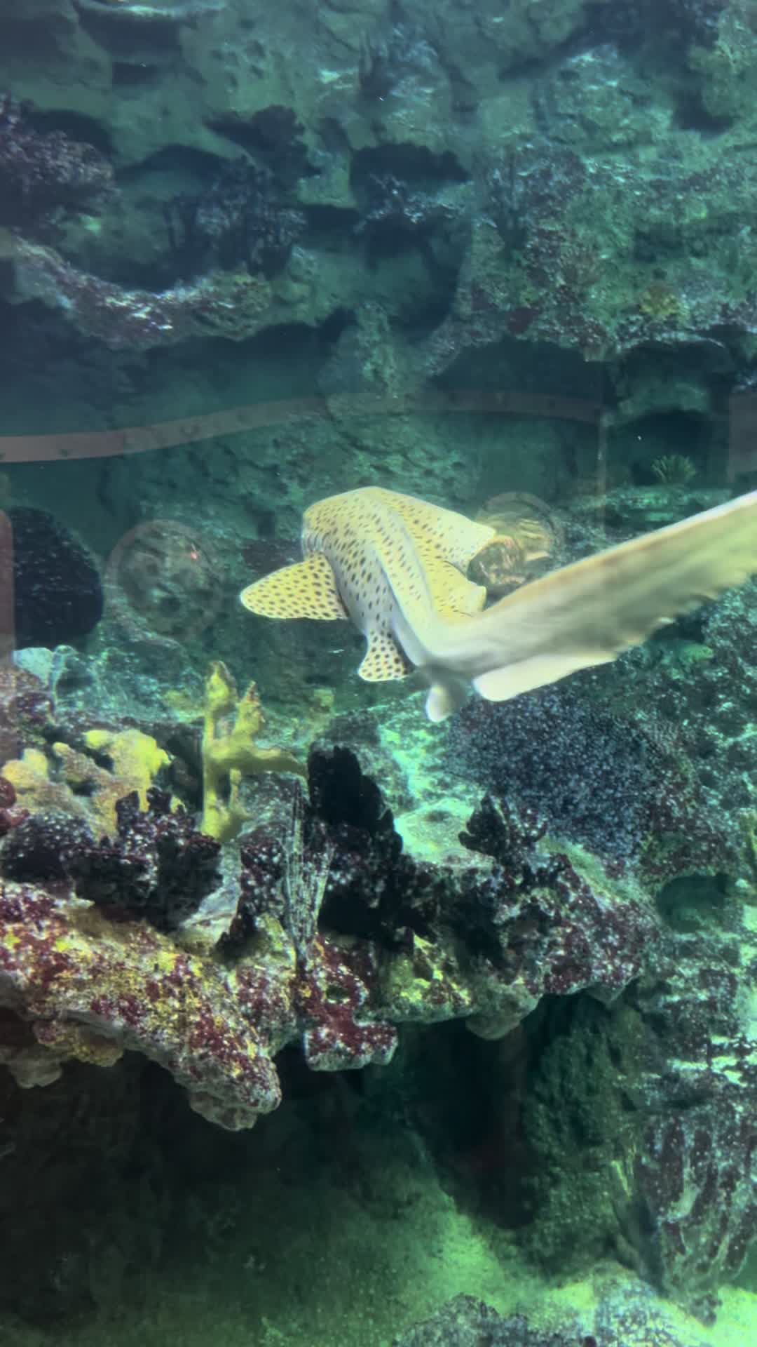 @fishdaddy2002