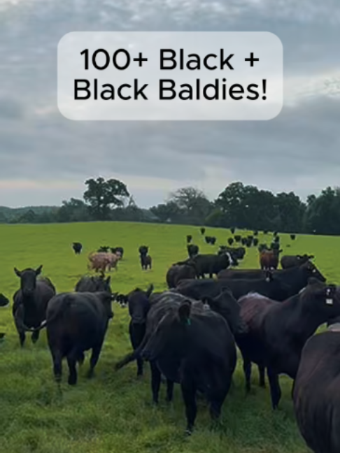 @Rutherford Land and Cattle